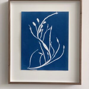 ascophyllum nodosum (knotswier)