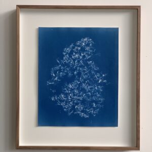 caulacanthus okamurae