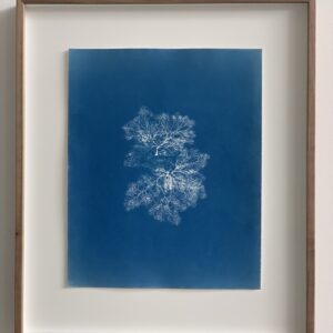 ceramium sp. (hoorntjeswier)