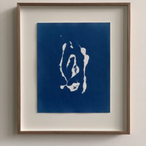 chaetomorpha ligustica (kroesjeswier)