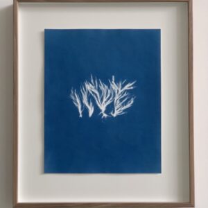 cladophora rupestris (takwier)