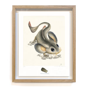 cyprinomusculus macrommatus