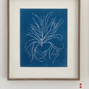 agardhiella subulata (stijf priemwier)