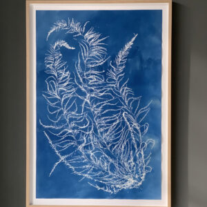 sargassum muticum (japans bessenwier)