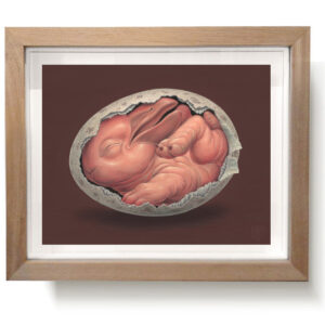 embryo pinguilagus pseudopticus