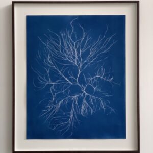 gracilaria sp. (knoopwier)