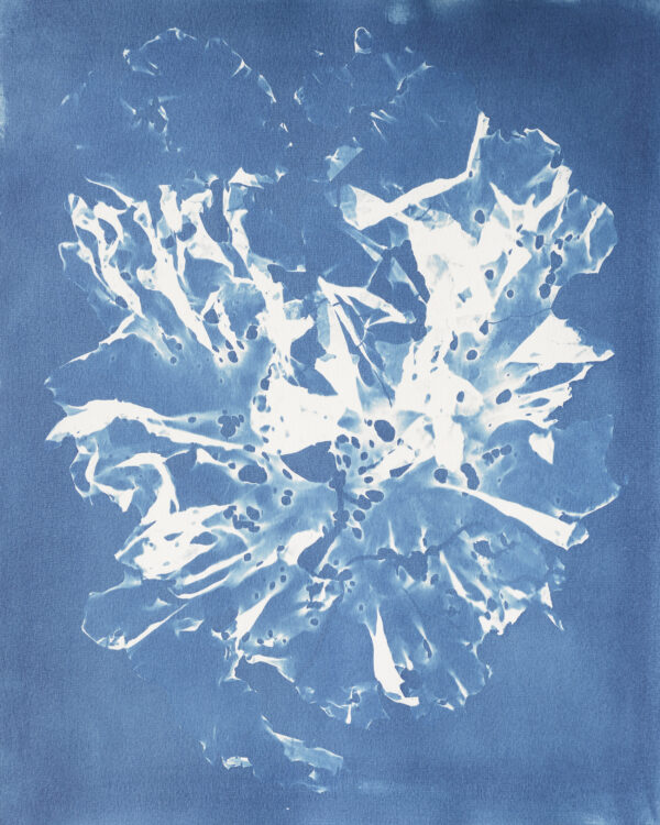 ulva sp. (zeesla) - Image 4