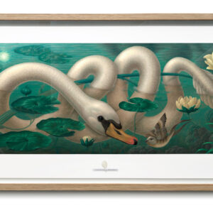 cygnophidianus spirocorpus