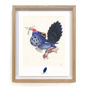 rhipidurana caerulea