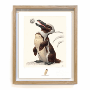 pinguilagus pseudopticus