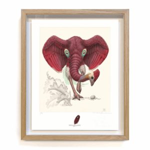 dromopterix elephoenicus