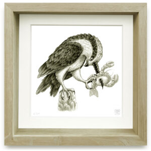 harpyopsis cornuperforans