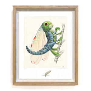 libellula lagoformosa