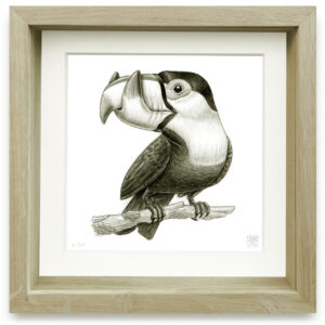 ramphastos oxypsalides