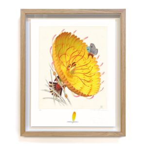 garrulus floricollaris