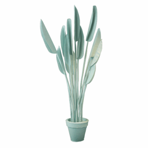feltplant strelitzia kvadrat divina