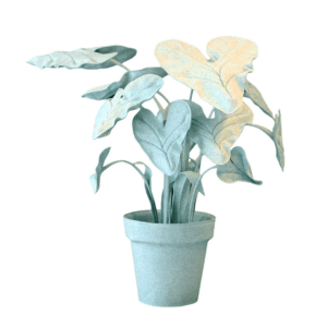 feltplant alocasia kvadrat divina