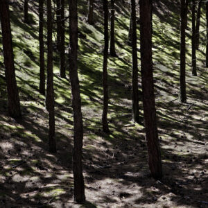 the sound of silence. bergen aan zee