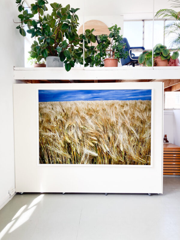 korenveld - Image 2