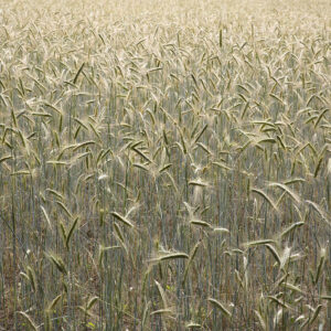 korenveld