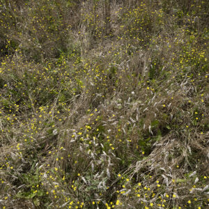 les fleurs de champs