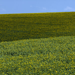les tournesols