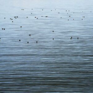 panta rhei, waddenzee.