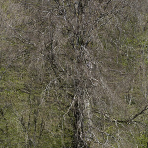 the sound of silence. saint joire