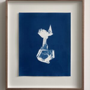 colpomenia peregrina (oesterdief)