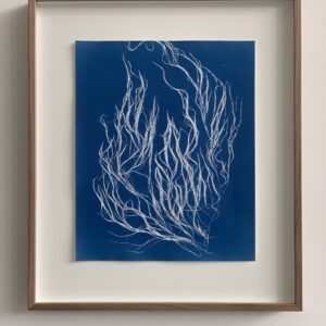 desmarestia viridus (azijnwier)