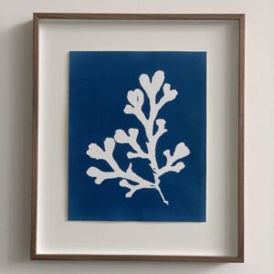 fucus serratus (gezaagde zee-eik)