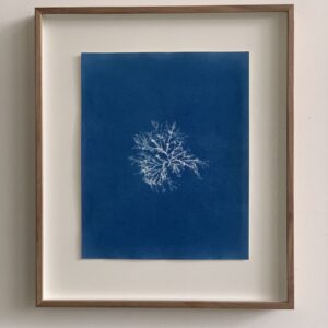 gelidium vagum (vlak geleiwier)