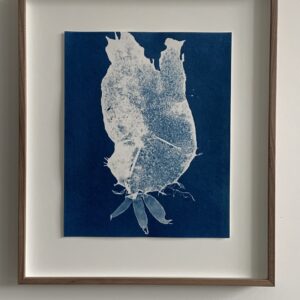 grateloupia turuturu (slijmerige drakentong)