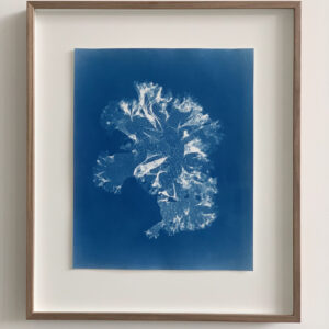 nitophyllum stellato-corticatum (stippeltjeswier)