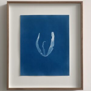 petalonia fascia (dunsteeltje)