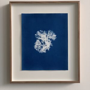 pterothamnion plumula