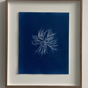 striaria attenuata (rimpelwier)