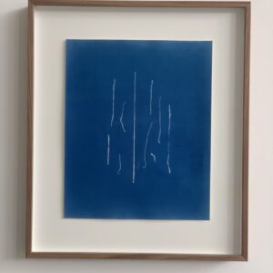 ulva clathrata (darmwier)