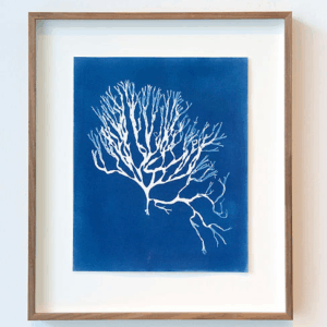 dictyota dichotoma (gaffelwier)