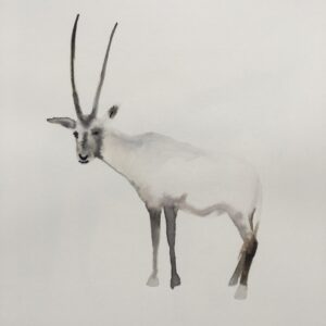 arabische oryx