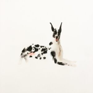 deense dog - hond 04