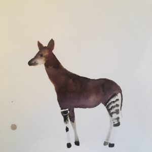 okapi