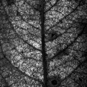 tree leaf tree polen