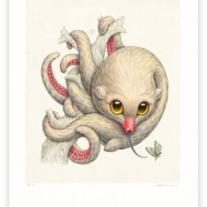 octopossum leucostolum