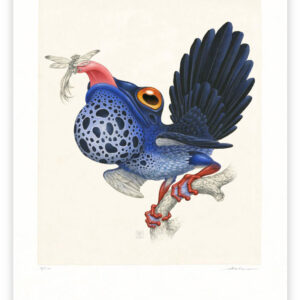 rhipidurana caerulea