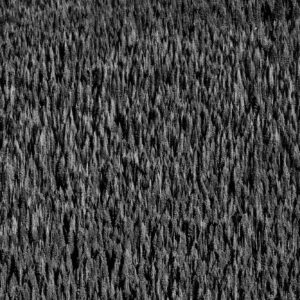 wilderness old grown