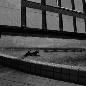 dog jumping near the acropolis, nice, france