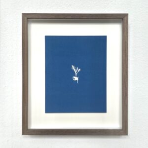 osmundea osmunda (rendiergeweiwier)