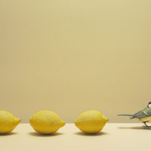 drie citroenen met koolmees