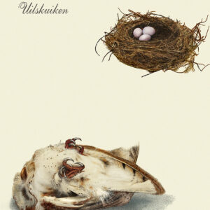 uilskuiken